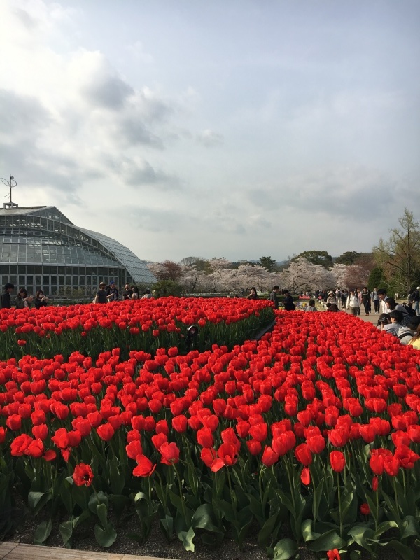 西から東へ 花遊び_f0363168_03195055.jpeg