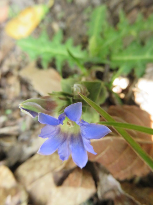 4月雲仙花散策_c0042869_14384695.jpg