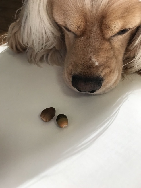 b0165770_20232708.jpeg
