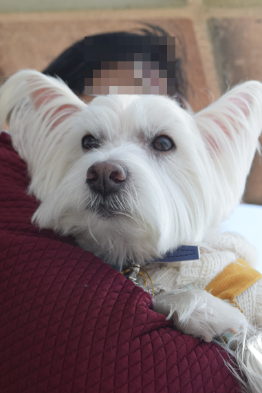 b0242873_19325180.png