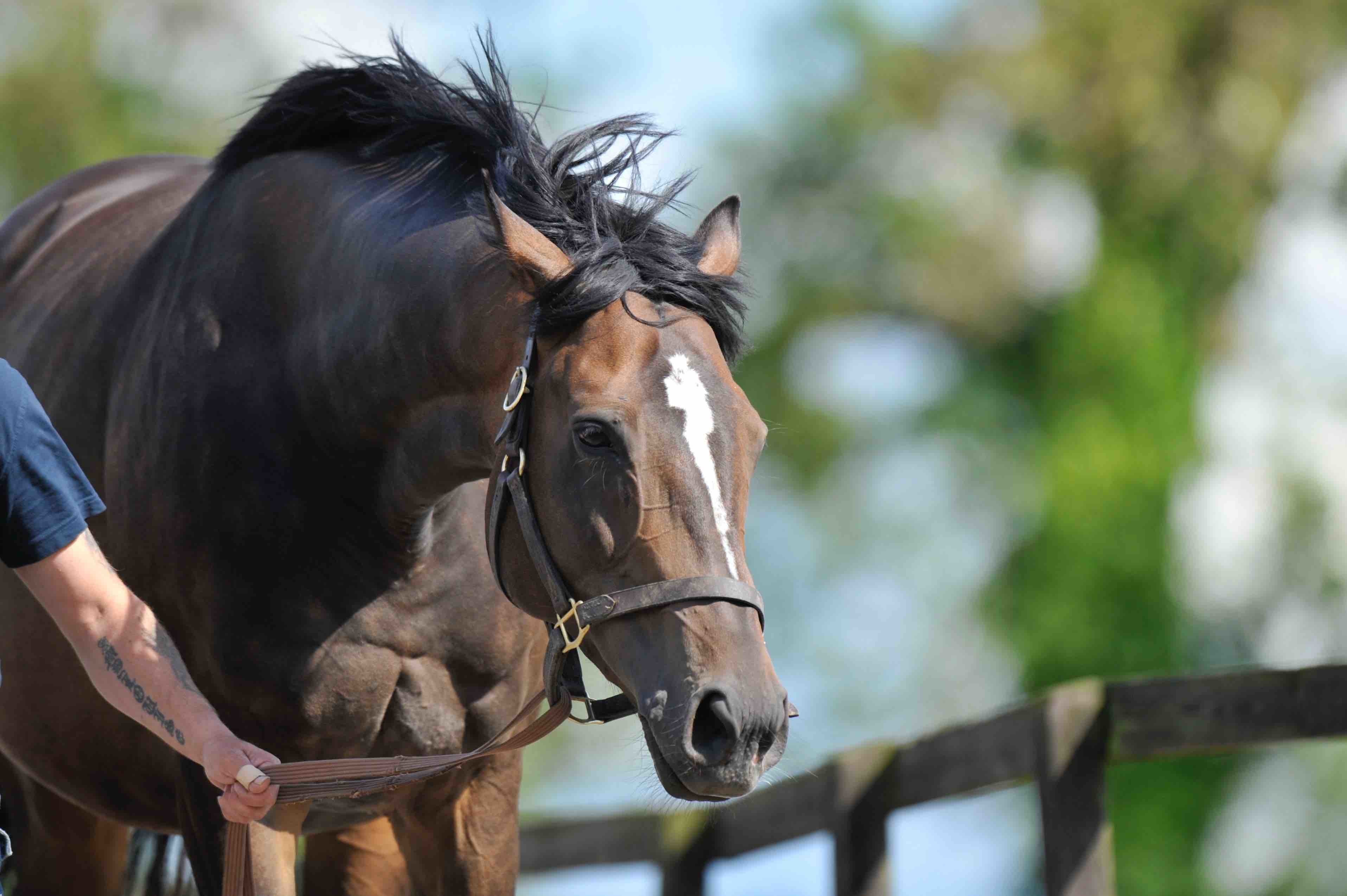 Vodka ウオッカ 牝 14歳の現在もアイルランドで繋養生活を送る かわいい鹿毛の馬 Queen Rose クイーンローズ