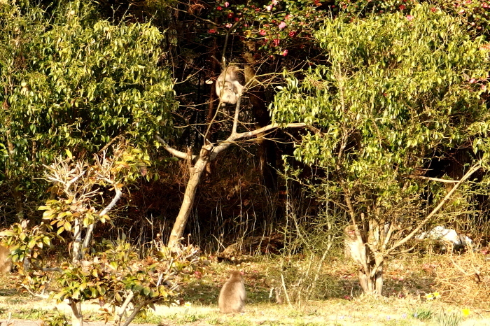 動物園ではありません^^;_f0371079_01121047.jpg