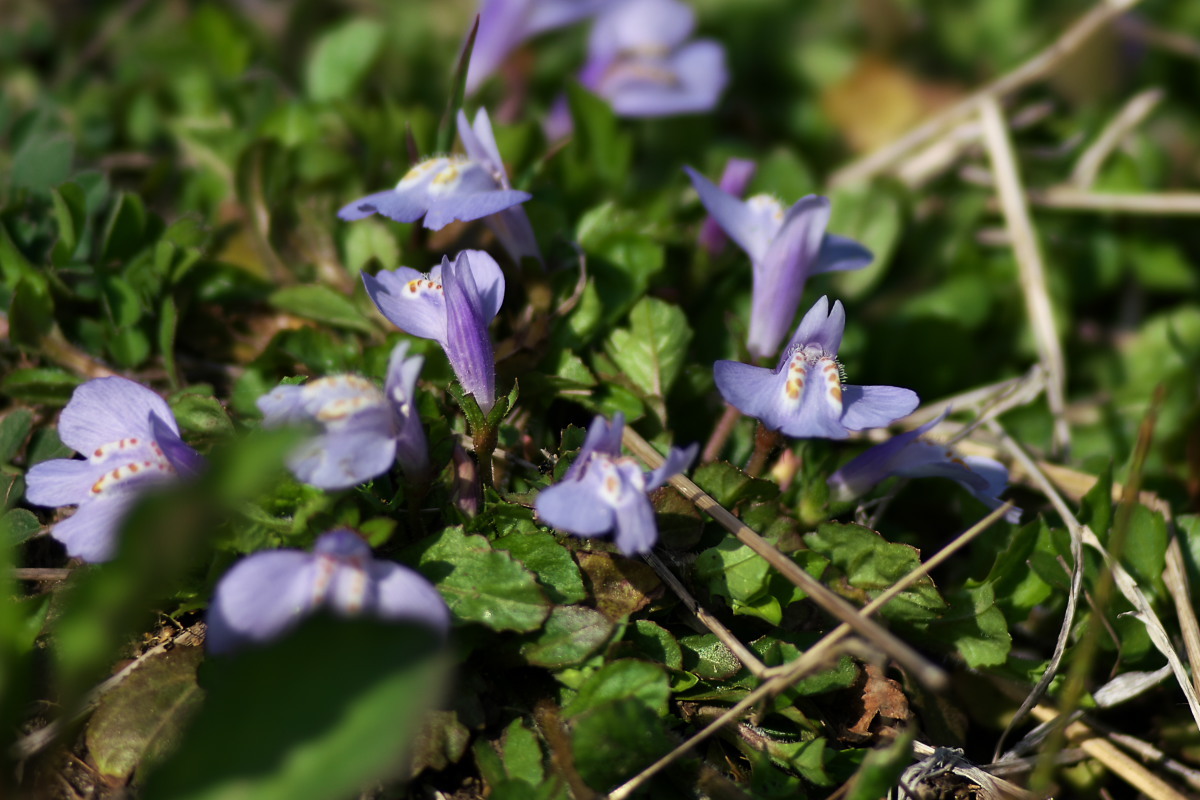 ☆紫系の花かんむり☆ 紫系の花 ムスカリ他 : 身近な自然を撮る