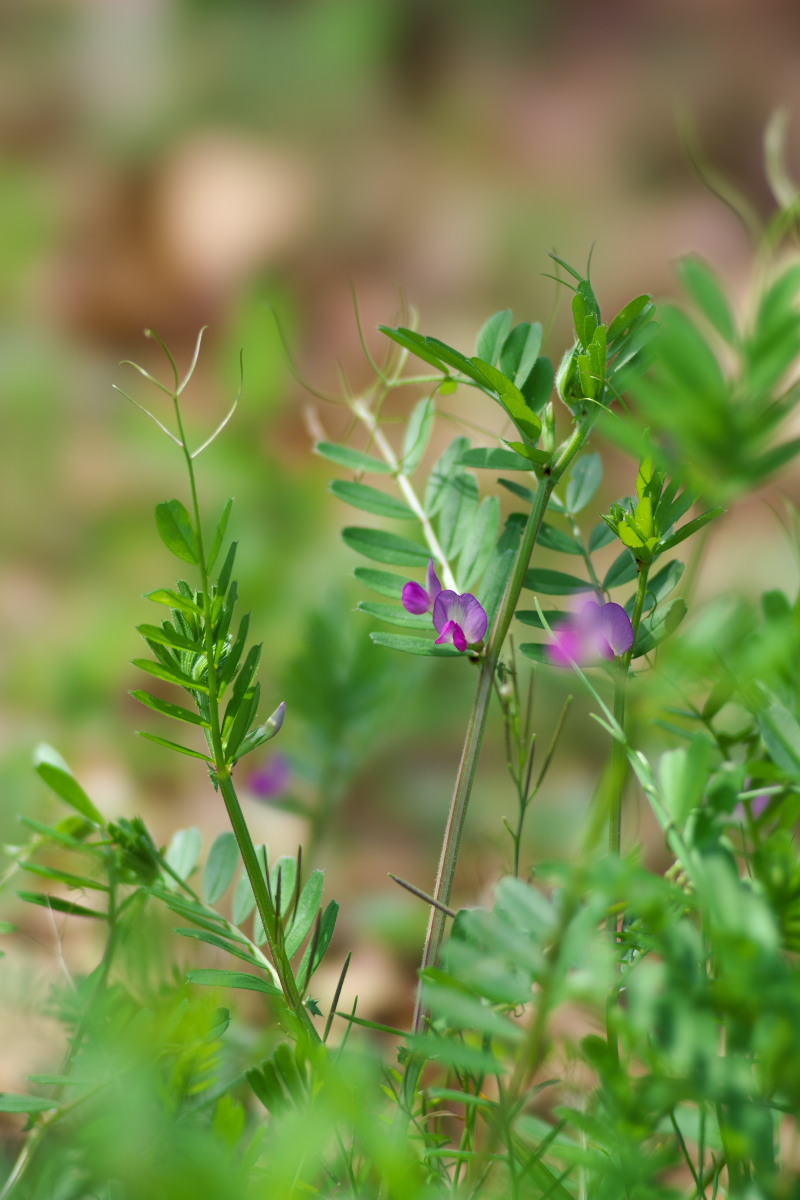 ☆紫系の花かんむり☆ 紫系の花 ムスカリ他 : 身近な自然を撮る