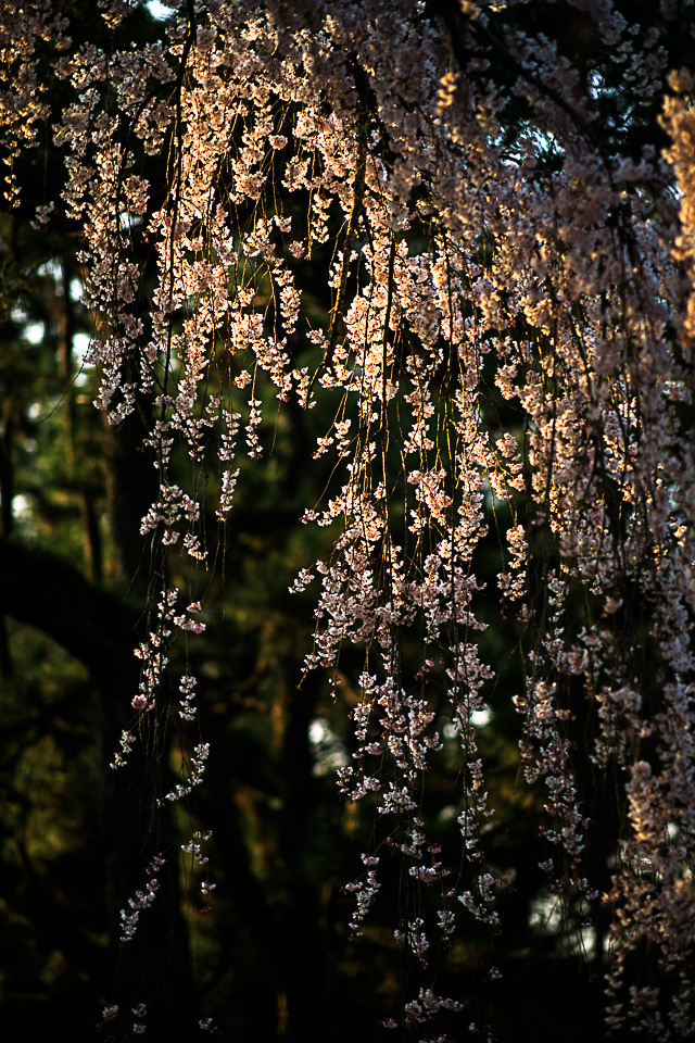 桜　2018！　　～御所　出水の桜～_b0128581_21150773.jpg