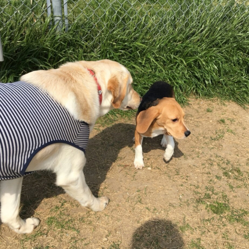 d0351381_20164350.jpeg