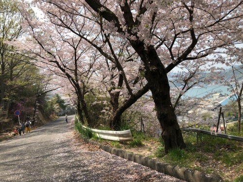 桜が満開^_^因島！_f0333882_15550945.jpg