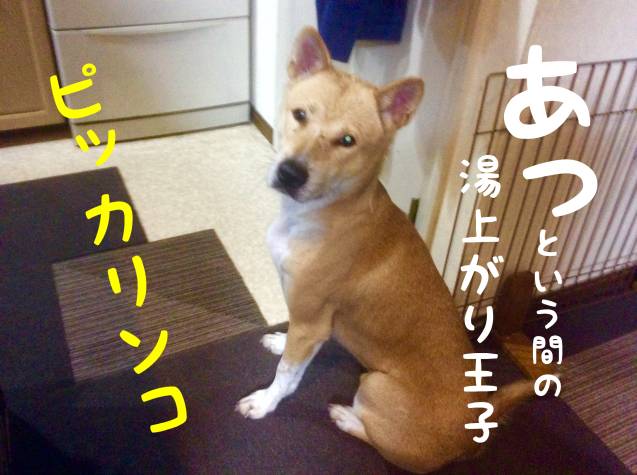 c0332184_20453298.jpeg