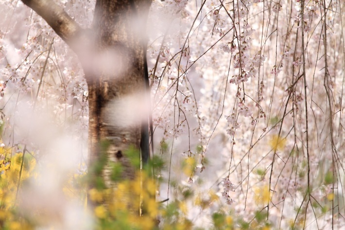 ～枝垂れ桜(ピンク色)～_f0350585_21202184.jpg