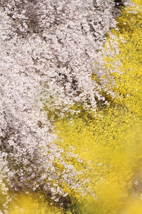 ～枝垂れ桜(ピンク色)～_f0350585_21221936.jpg