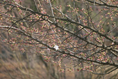 桜咲く：旧米沢工業学校本館階段教室東側の桜の樹・3_c0075701_16045972.jpg