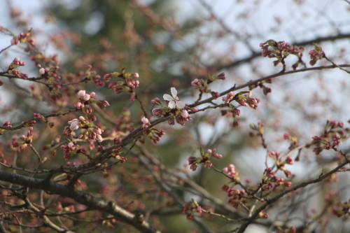 桜咲く：旧米沢工業学校本館階段教室東側の桜の樹・3_c0075701_16050663.jpg