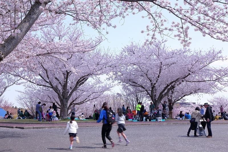 飛行機と 満開の桜を望める さくらの山公園 千葉県成田市 その１ 旅プラスの日記