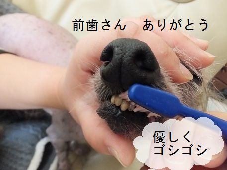 ヌク 歯を抜く 毎日笑顔 裸犬 温 真珠 絆愛