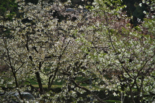 a0263109_19523399.jpg