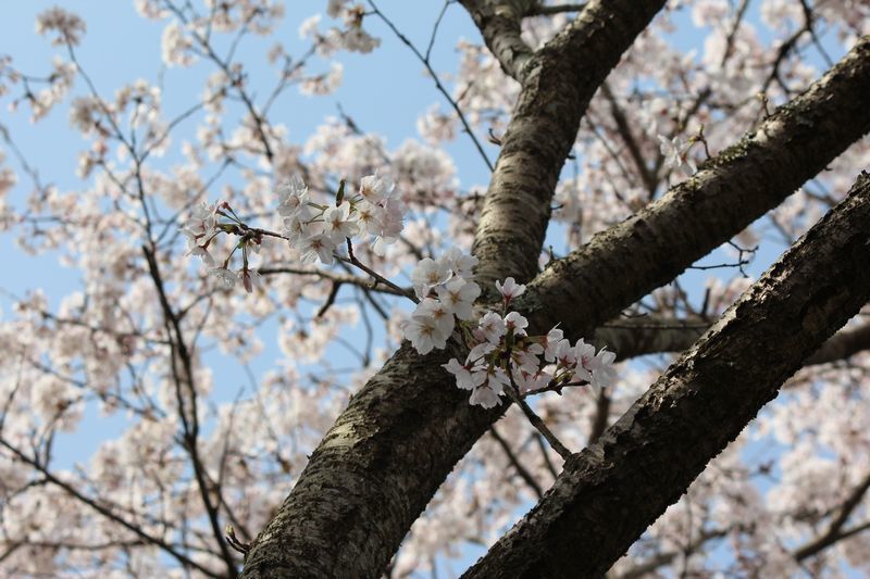 桜ー山桜_d0065113_22193646.jpg