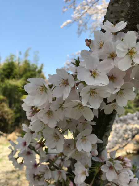 桜　＠平井川_b0157216_22404892.jpg