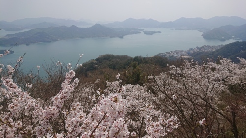 筆影山、竜王山の桜!見頃です!_c0339918_10073448.jpg