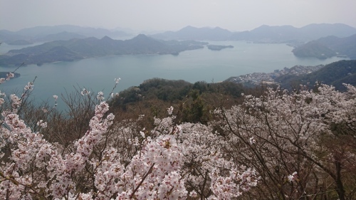 筆影山、竜王山の桜！見頃です！_c0339918_10073448.jpg