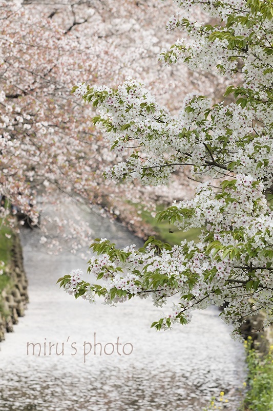 川越＊新河岸川 氷川橋付近の桜。_c0037519_23333113.jpg