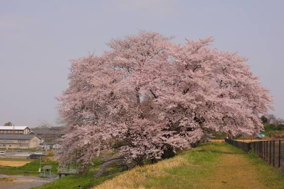 幾坂池の一本桜１D（天理市）_e0103921_22175263.jpg