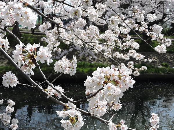 海老川の桜　’18_d0065324_0103314.jpg