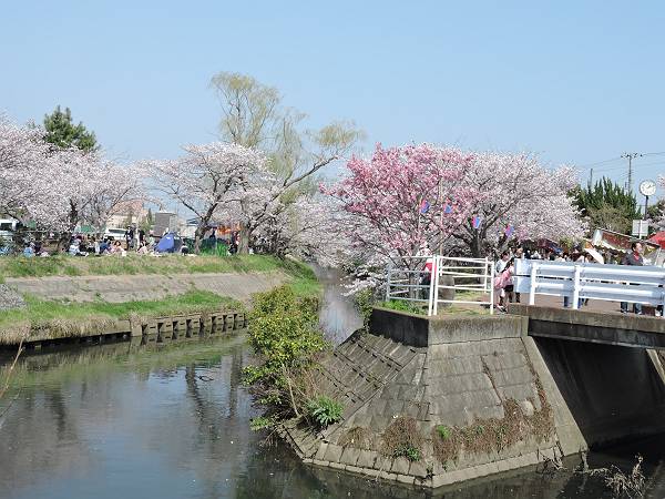 海老川の桜　’18_d0065324_011349.jpg