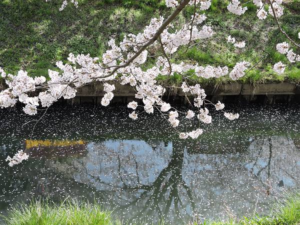 海老川の桜　’18_d0065324_011394.jpg