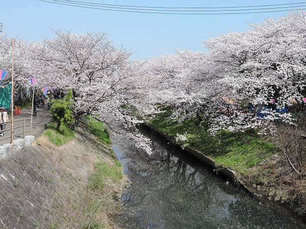 海老川の桜　’18_d0065324_02408.jpg