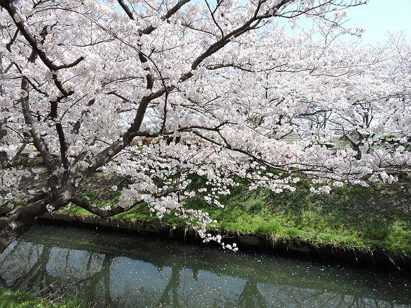 海老川の桜　’18_d0065324_05356.jpg