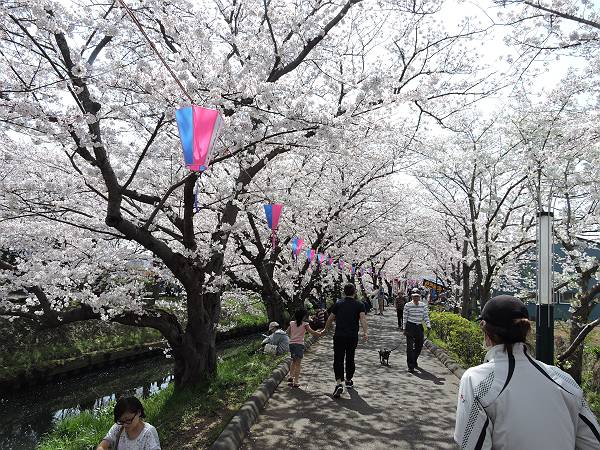 海老川の桜　’18_d0065324_055987.jpg