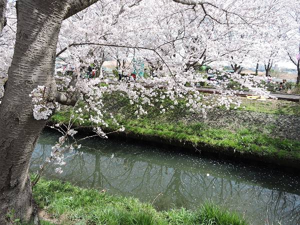 海老川の桜　’18_d0065324_062229.jpg