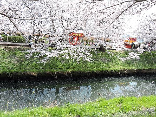 海老川の桜　’18_d0065324_071962.jpg