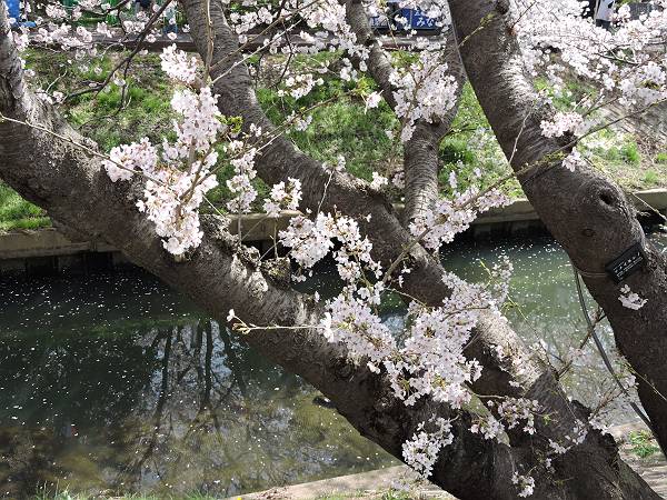 海老川の桜　’18_d0065324_091813.jpg