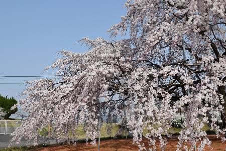 PL大平和祈念塔の枝垂れ桜とソメイヨシノ_a0262928_229026.jpg