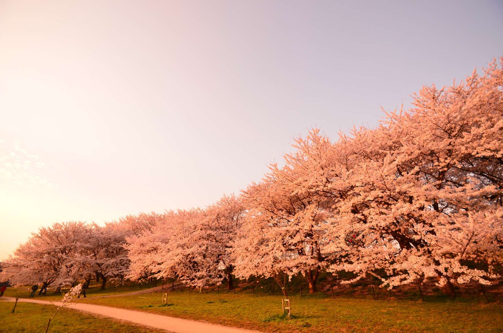 権現堂の桜堤-2_e0181828_23175172.jpg