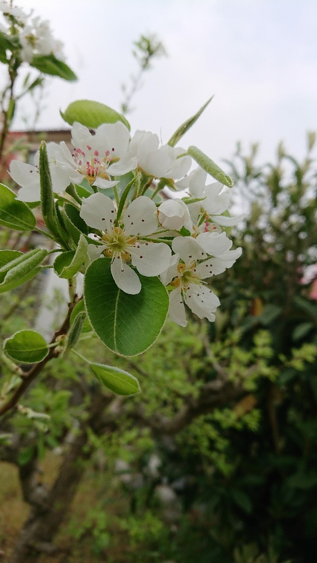 春の白い花達 トゥル サ クチュール ２