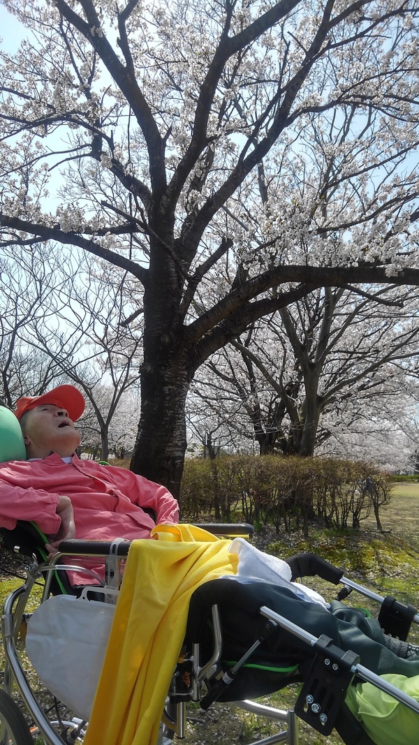 桜でウヒィ～。_d0180229_17582366.jpg