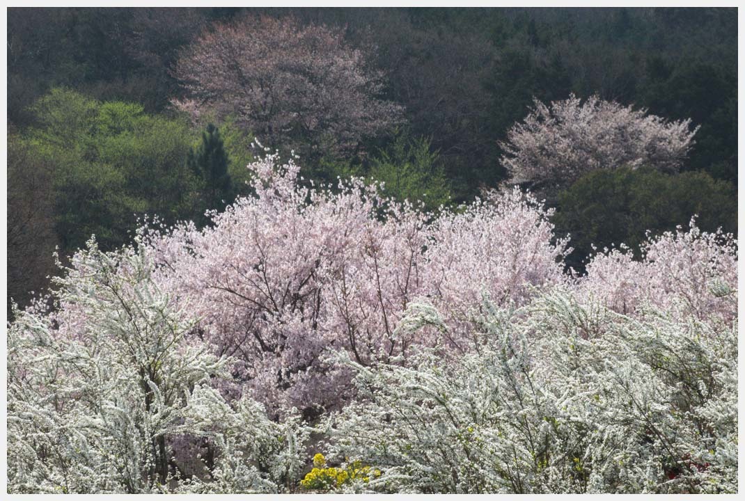 音羽の桜　その1_d0339929_17482064.jpg