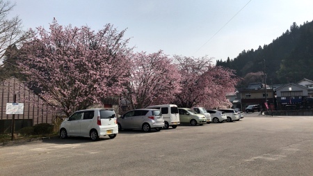 懐古館の桜満開_b0204636_10263504.jpg