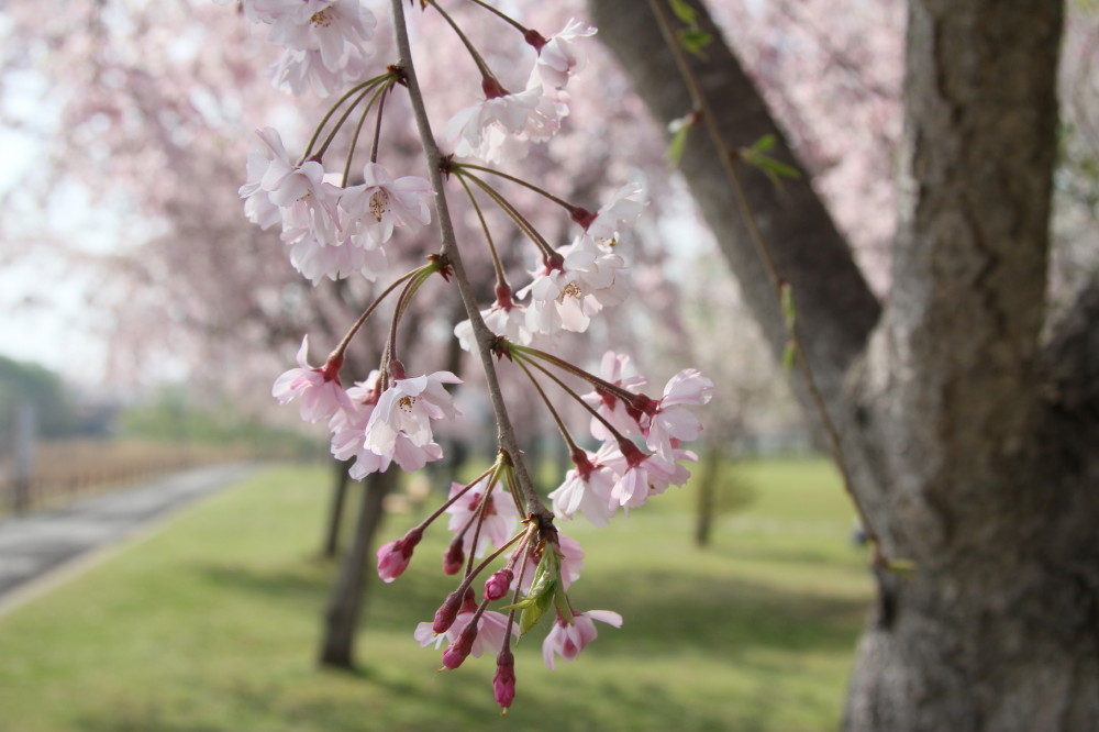 北柏ふるさと公園 しだれ桜_a0266538_22305327.jpg