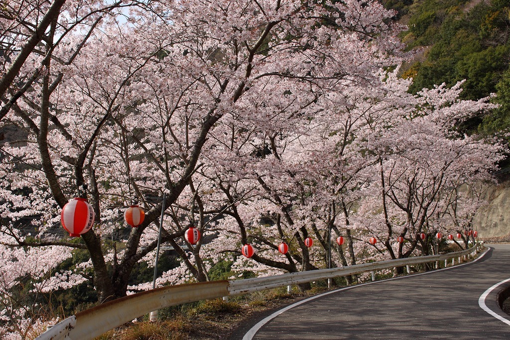 広川ダムの桜_b0133440_14204779.jpg