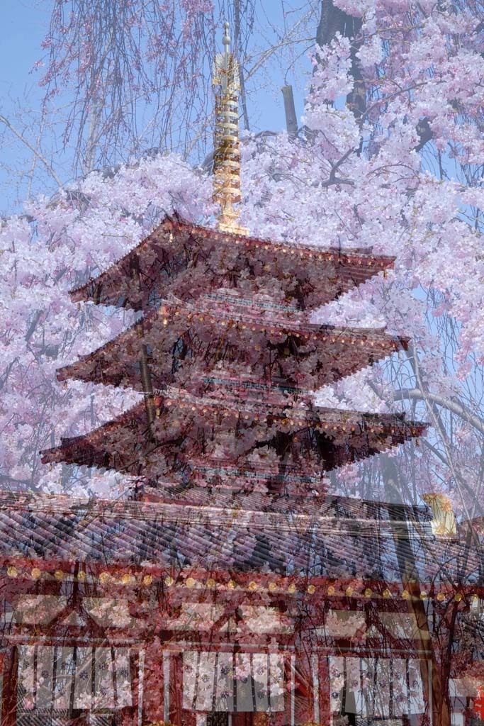 四天王寺の桜@2018-03-25_d0250840_20042299.jpg