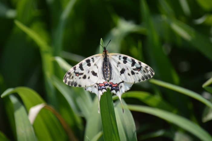 ホソオチョウ 4月3日 岐阜県にて_d0254540_18262629.jpg