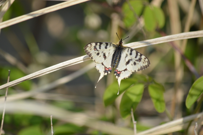 ホソオチョウ 4月3日 岐阜県にて_d0254540_18273273.jpg