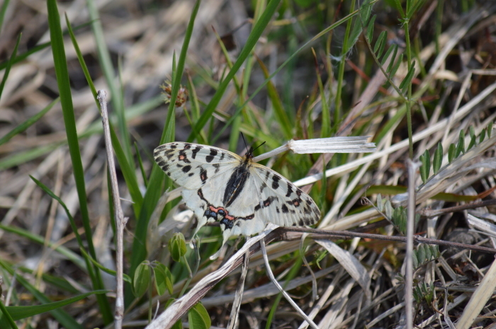 ホソオチョウ 4月3日 岐阜県にて_d0254540_18282871.jpg