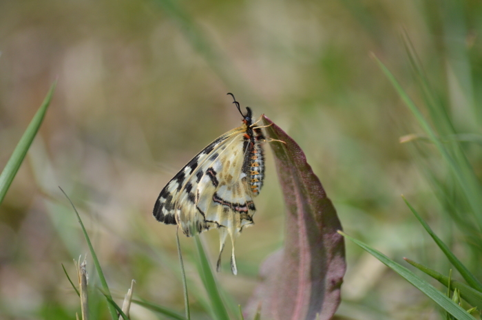 ホソオチョウ 4月3日 岐阜県にて_d0254540_18291080.jpg