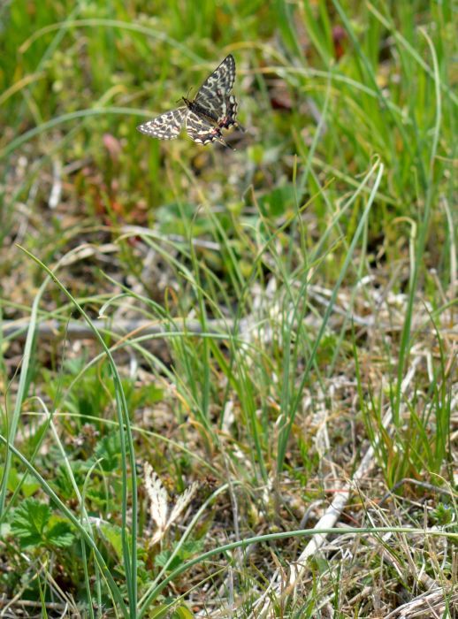 ホソオチョウ 4月3日 岐阜県にて_d0254540_18345375.jpg