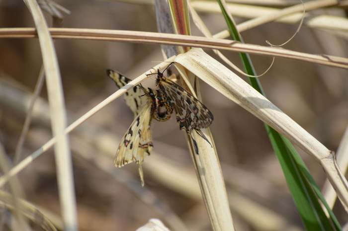 ホソオチョウ 4月3日 岐阜県にて_d0254540_18370281.jpg