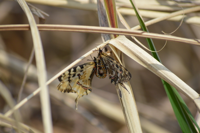 ホソオチョウ 4月3日 岐阜県にて_d0254540_18375084.jpg